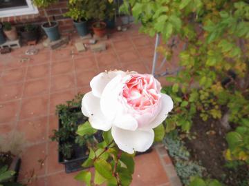 IMG_4093.jpg