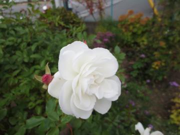 IMG_4099.jpg