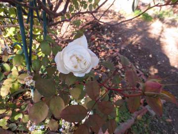 IMG_4177.jpg