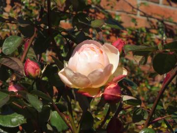 IMG_4179.jpg