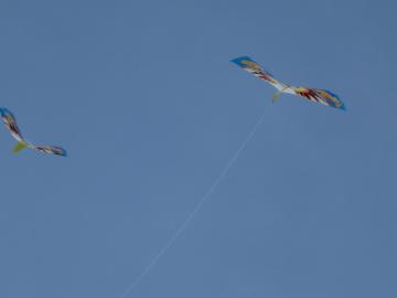 IMG_4366.jpg
