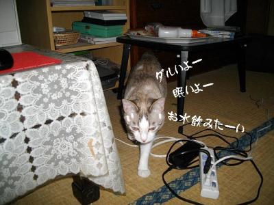 夏よ来い08