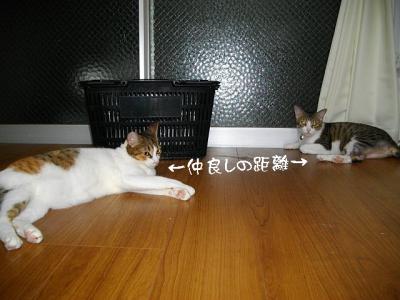 仲良応援04