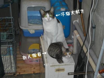4にゃんず01