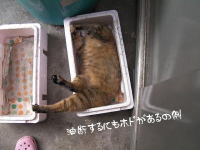 外の子ーズ05