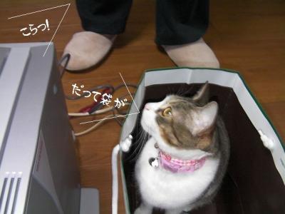 猫の洗顔02
