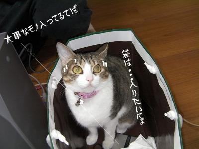 猫の洗顔03