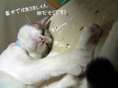 猫の洗顔05