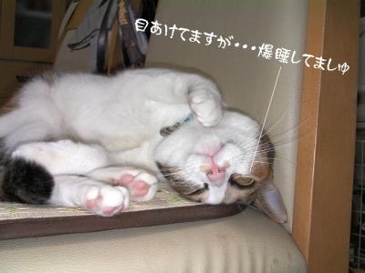 猫の洗顔06