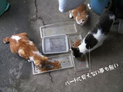 猫ぐっず05