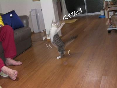 子猫は楽し01