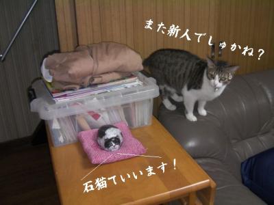 猫達へお願い02