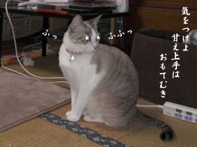 猫達へお願い05
