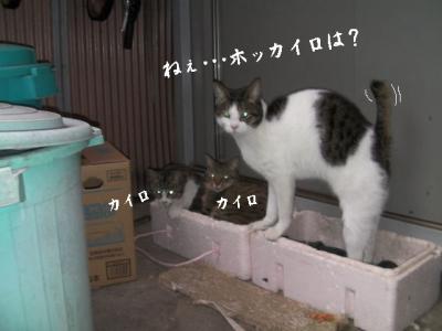 猫とX'mas01