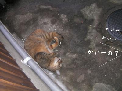 猫とX'mas02
