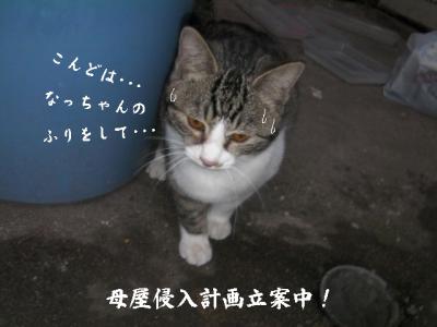 猫とX'mas03
