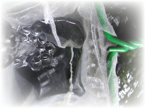 XDja6o71YseSm4S1353107403_1353107459.png