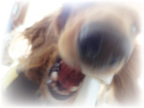 chlo9hz5vhWkU49_1351646881.png