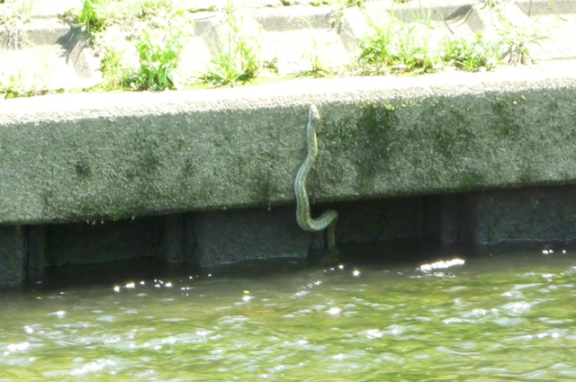 05_Aodaisyo_1.jpg