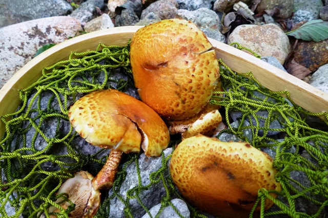 0824_12_Numerisugitake.jpg