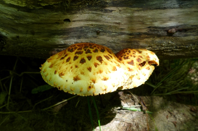 0824_13_Numerisugitake.jpg