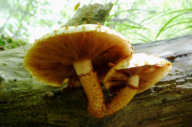0824_14_Numerisugitake.jpg