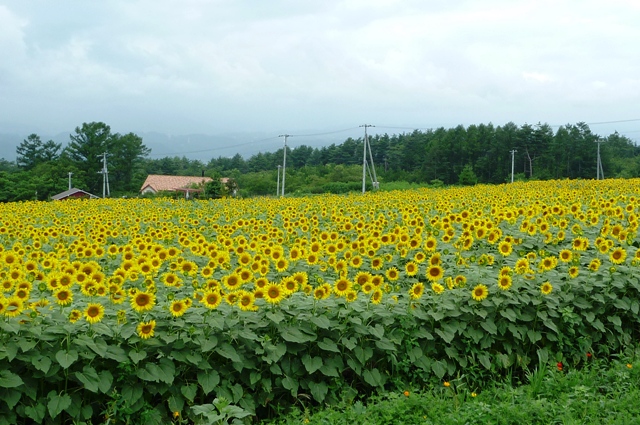 0_Sun_Flower_0815_2012.jpg