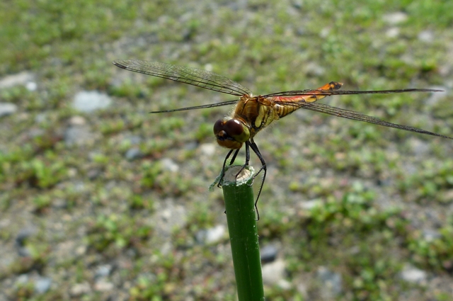 11_Dragonfly.jpg