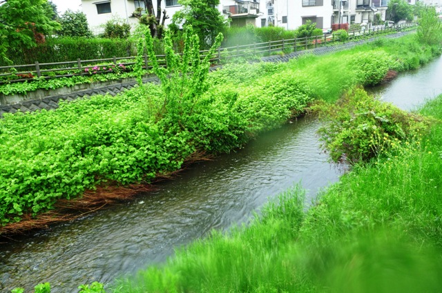 7_K_River in rain