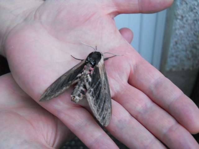 Baby Mothra