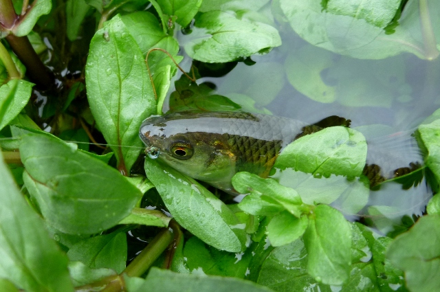 20120721_01.jpg