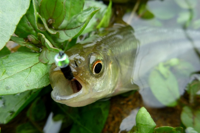 20120721_07.jpg