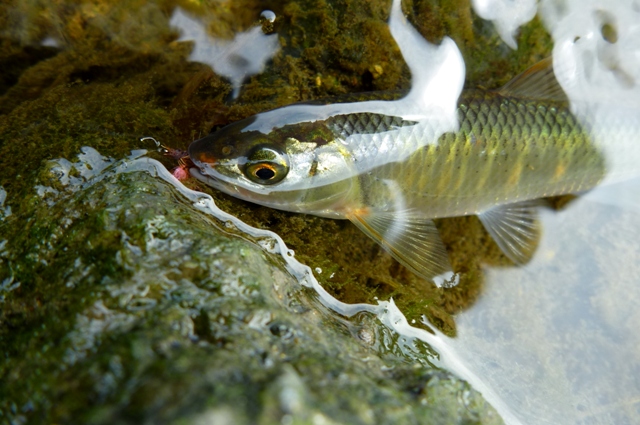 20120726_5.jpg
