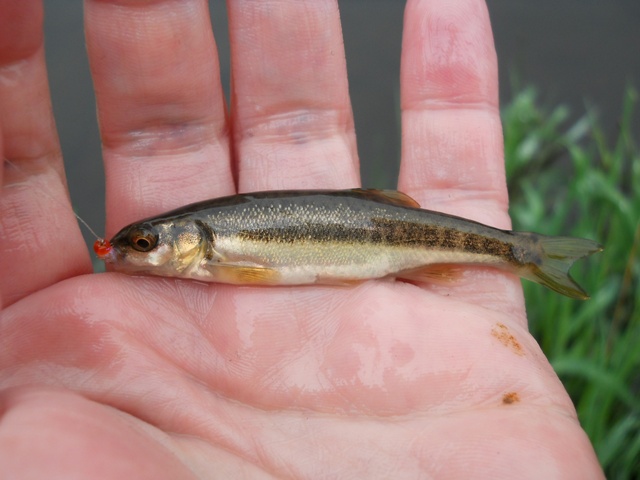 Phoxinus phoxinus