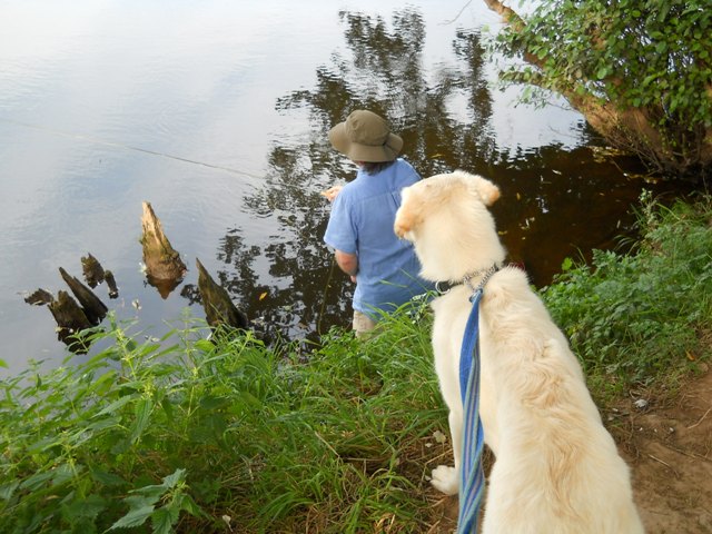 River Wye at Ross-on-Wye_w_dog