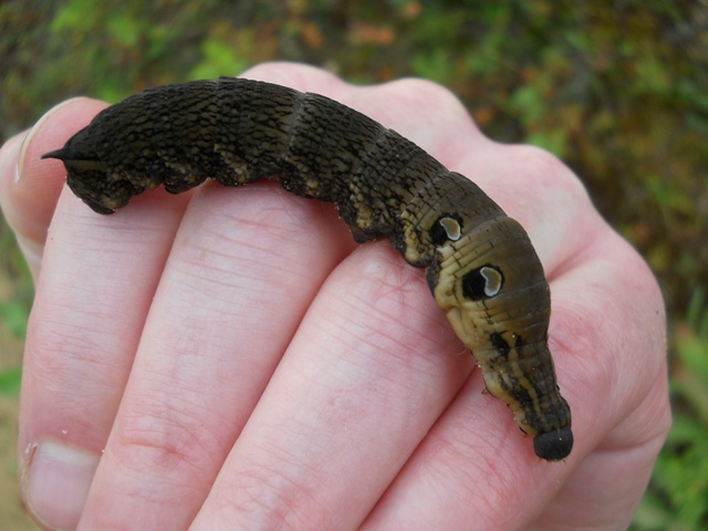 Baby of baby mothra