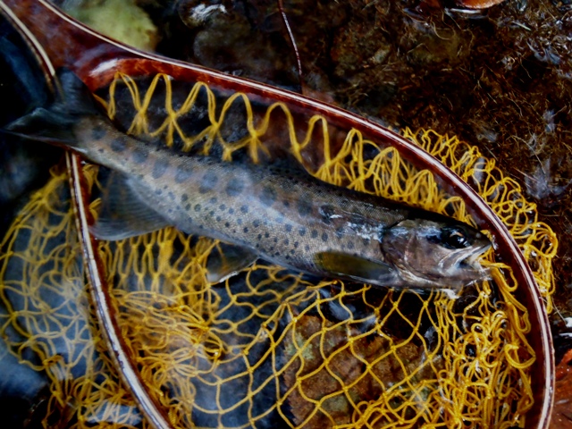 20120929_yamame.jpg