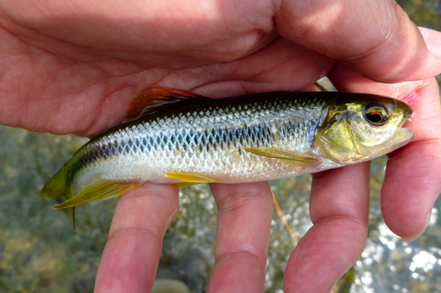 20120930_08_Kawamutsu.jpg
