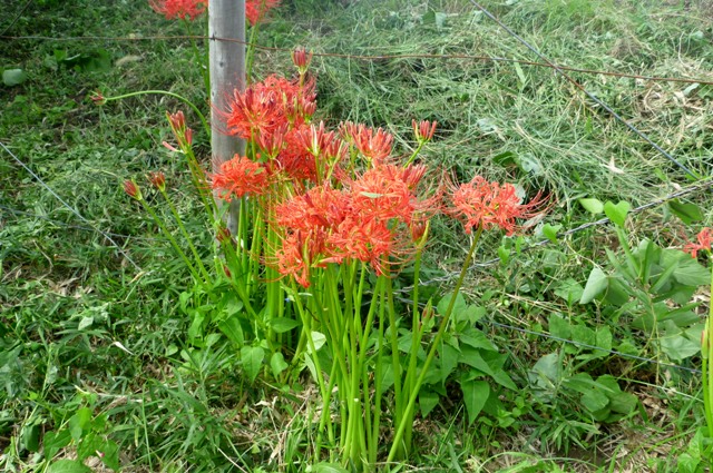 20120930_19_Higanbana_1.jpg