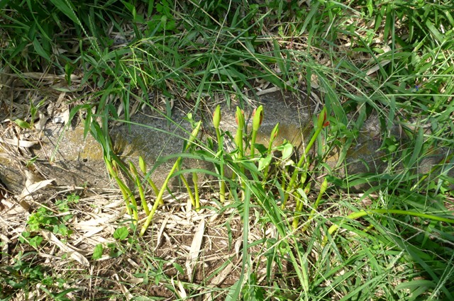 20120930_20_Higanbana_2.jpg