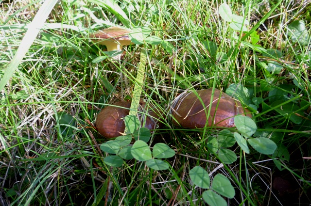 20121008_11.jpg