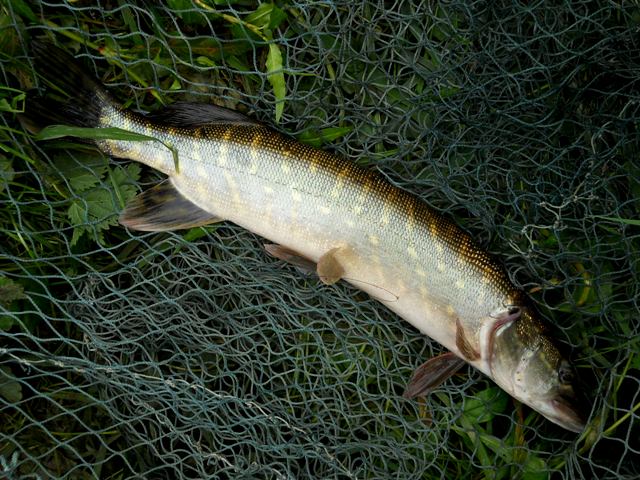 Baby Pike