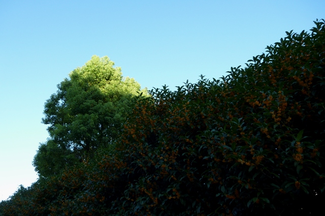 20121019_01.jpg