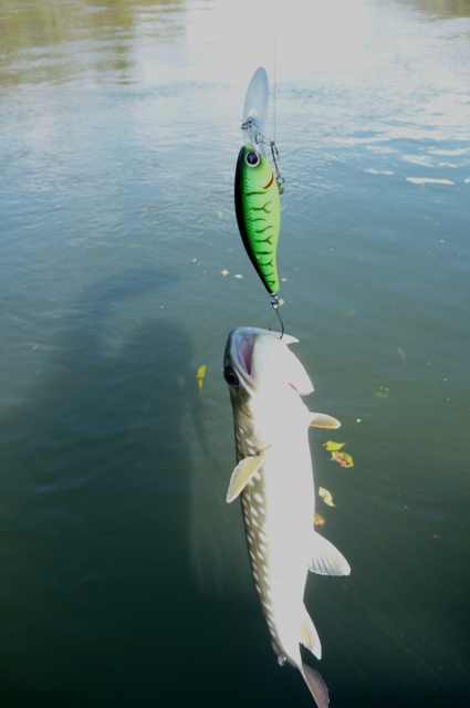 20121021_10.jpg
