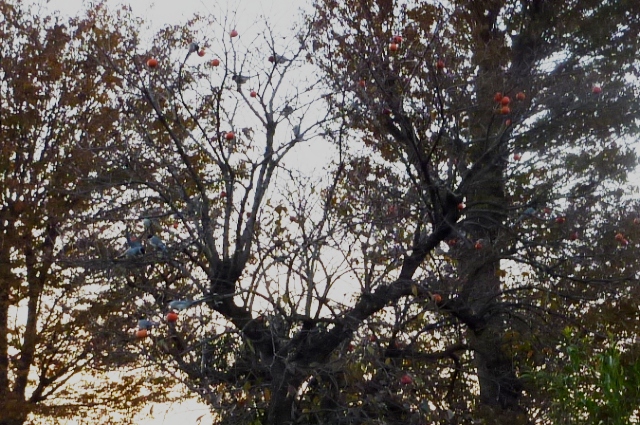 20121125_O_9_2.jpg