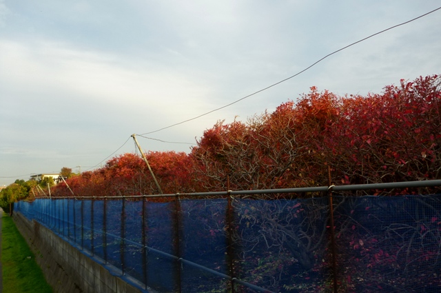 20121129_10.jpg