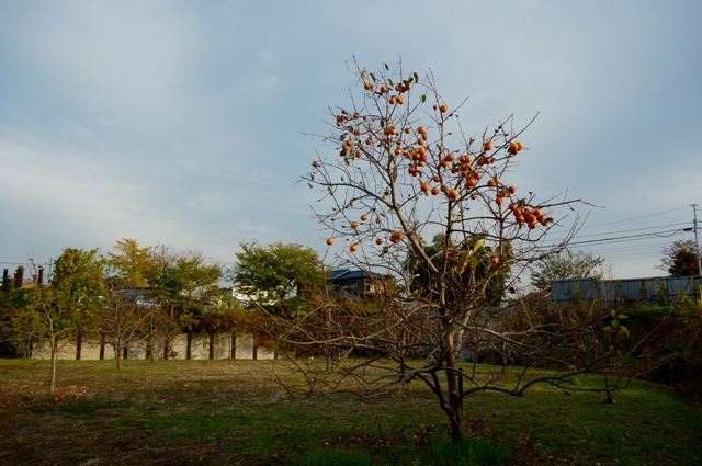 20121129_11.jpg