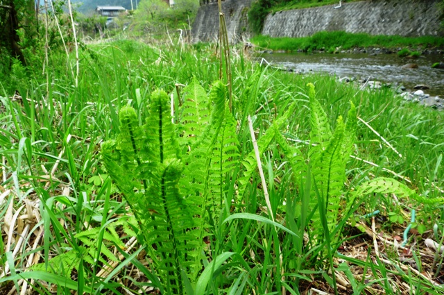 2012_0429_3.jpg