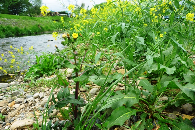 2012_0501_07.jpg