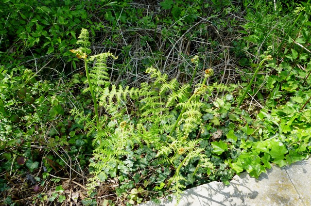 2012_0514_13.jpg